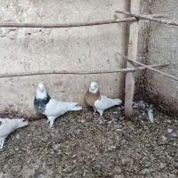 فروشی|پرنده|اصفهان, شهرستان|دیوار
