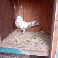 کبوتر|پرنده|نهاوند, |دیوار