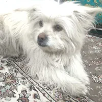 سگ  خانگی|سگ|ساوه, |دیوار