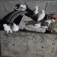 کبوتر تزئنی خوشگل به شرط تخم جوجه