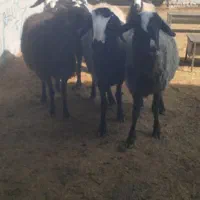 میش  وشیشک|حیوانات مزرعه|اسفرورین, |دیوار