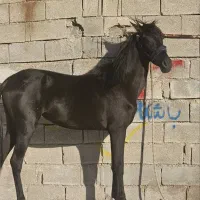 اسب خالص