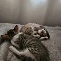 واگذاری دو گربه‌ی DSH|گربه|ارومیه, |دیوار