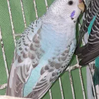 دوتا مرغ عشق و یک فنچ