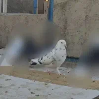 کبوتر کفتر|پرنده|تهران, سبلان (لشگر)|دیوار