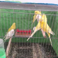 مرغ عشق هلندی