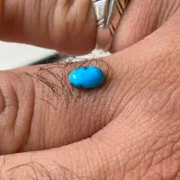 مجموعه جواهرات و سنگ های قیمتی و نیمه قیمتی|جواهرات|پرند, فاز ۵|دیوار