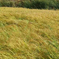 برنج شمشیری درجه یک