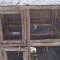 قفس مرغ و جوجه