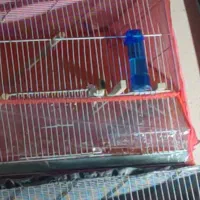 راهنمایی عروس هلندی