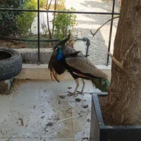 دو عدد طاووس زیبا