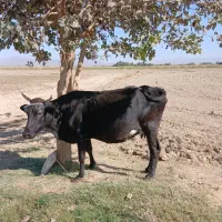 گاو آبستن هشت ماهه