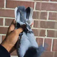 جوجه سبز دم سفید|پرنده|قم, حاج زینل|دیوار