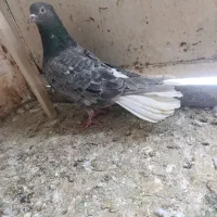 کبوتر دم سفید