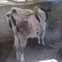 گاو برای قصابی