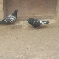 سینه سیاه نر سرسیاه