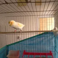 مزاییکی اورجینال معاوضه با سهره