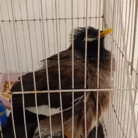 میناسخن گو|پرنده|مهران (ایلام), |دیوار