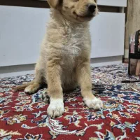 واگذاری سگ