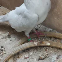 کفتر|پرنده|قم, انسجام|دیوار