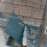 قفس هشت خان با لونه و هشت خان بازاری و قفس1033|لوازم جانبی حیوانات|اسلام‌شهر, شهرک امام حسین (میان آباد)|دیوار