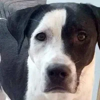 سگ پیتبول ماده تربیت شده|سگ|تهران, زهتابی|دیوار