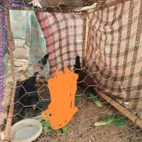 خروس|حیوانات مزرعه|شاهین‌شهر, عطار|دیوار