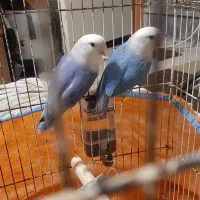 دو جفت کوتوله خوشگل