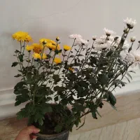 فروش گل‌های آپارتمانی