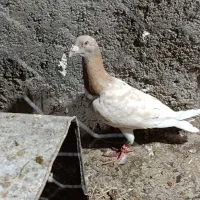 کبوتر پرشی غریب