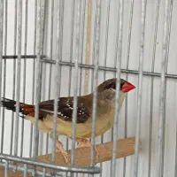 فنچ توت فرنگی|پرنده|مرودشت, ژیان|دیوار