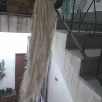 عتیقه وکمیاب|پرنده|مشهد, کوی سیدی|دیوار