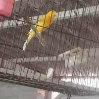 قناری سالم خوش رنگ|پرنده|بوشهر, |دیوار