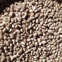 لوبیا چیتی|عمده‌فروشی|معمولان, |دیوار