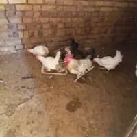 مرغ و خروس|پرنده|الوند, |دیوار