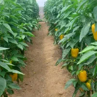 نیروی گلخانه|استخدام صنعتی، فنی، مهندسی|فرخشهر, |دیوار