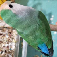 طوطی بزیلی جفت|پرنده|هشتگرد, فاز ۳ مهستان|دیوار