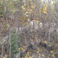 نهال توت و کاج گلدانی