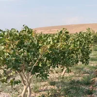 فروش زمین ۲۶۷۰ متری|فروش زمین و ملک کلنگی|آذرشهر, |دیوار