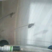 ماهی گلس فیش|ماهی|قم, اسمعیل آباد|دیوار