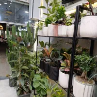 گل گیاه|گل و گیاه طبیعی|سبزوار, کاشفی شمالی (دادگستری)|دیوار