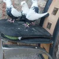 دمی|پرنده|خرم‌آباد, |دیوار