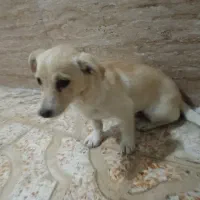 سگ پا کوتاه|سگ|باغستان, |دیوار