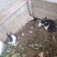 بچه خرگوش زرنگ و زیبا