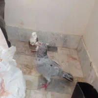 کفتر|پرنده|گلبهار, شهر جدید گلبهار|دیوار