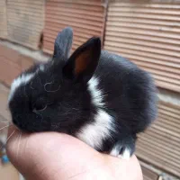 خرگوش جرسی|موش و خرگوش|پاکدشت, خاتون آباد|دیوار