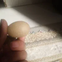 سنگ عطیقه اسیاب