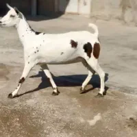 عربی اصلی|حیوانات مزرعه|کرمان, |دیوار