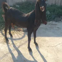 فروش بز کامروی|حیوانات مزرعه|عسلویه, |دیوار