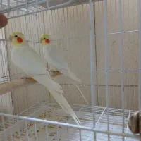 عروس هلندی مولد درجه یک